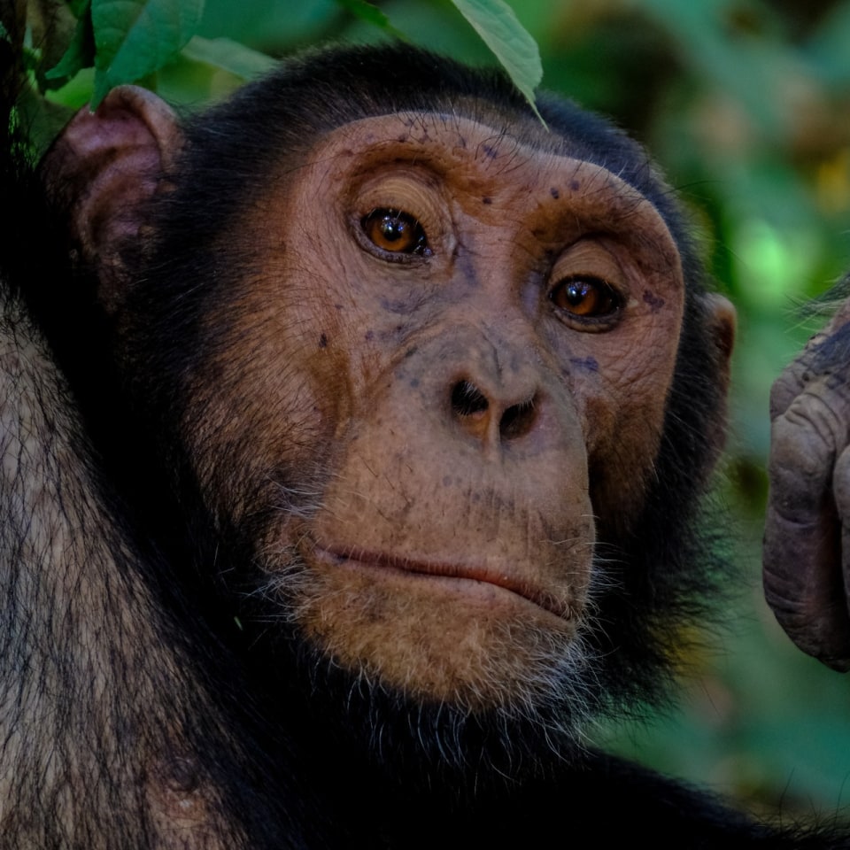 Schimpanse Nationalpark Uganda